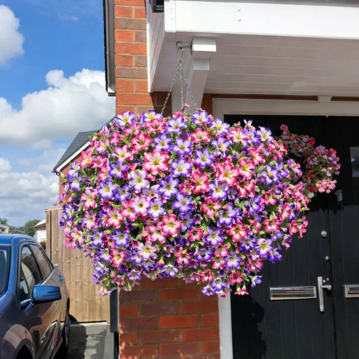 🔥Last Day 60% OFF🔥Petunias Flowers Seed