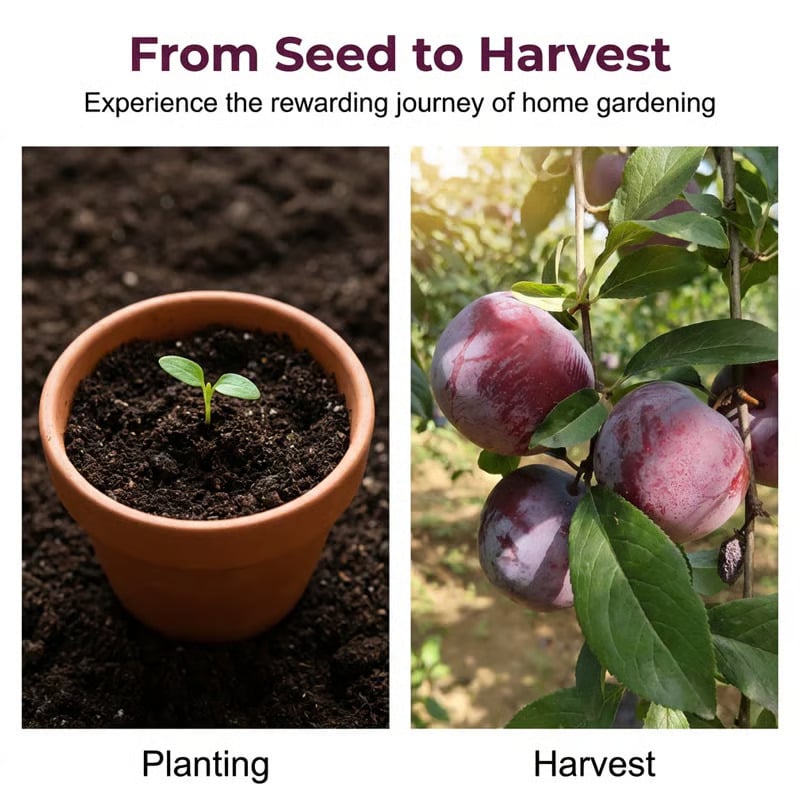 ⏰50% OFF JUST TODAY🍑Heirloom Non-GMO Grafted Plum Tree Seeds