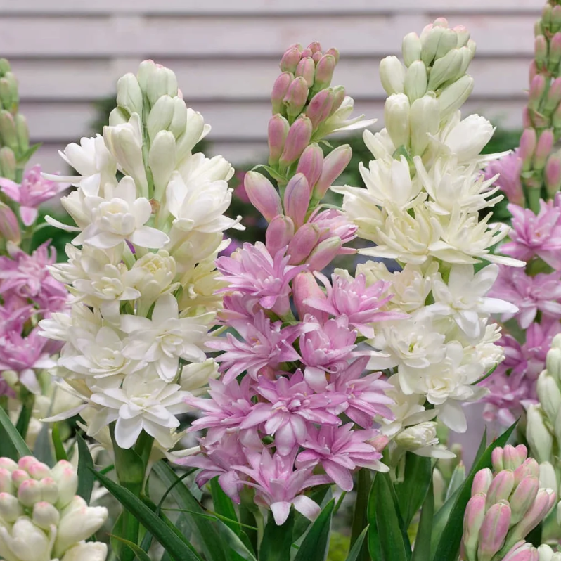 🌺Double Perfume Tuberose Seeds—Moon Garden Flower