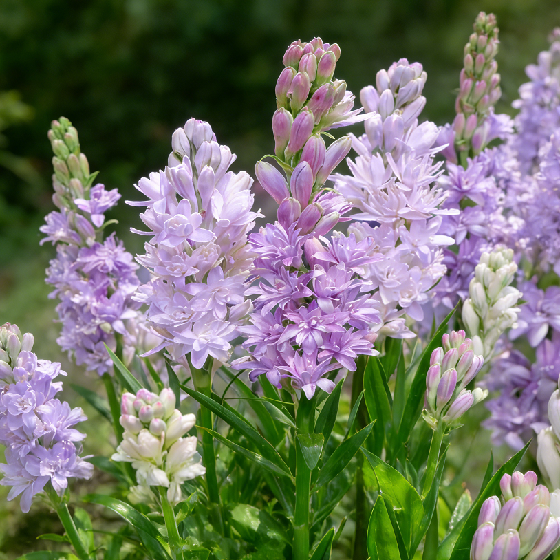 🌺Double Perfume Tuberose Seeds—Moon Garden Flower