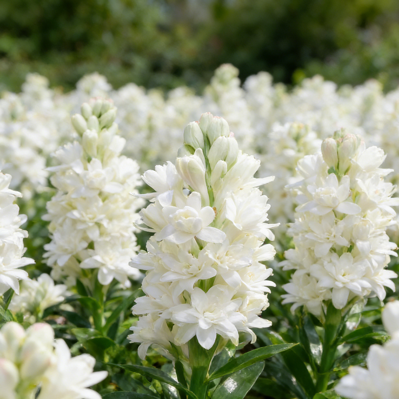 🌺Double Perfume Tuberose Seeds—Moon Garden Flower