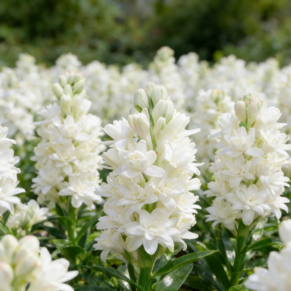 🌺Double Perfume Tuberose Seeds—Moon Garden Flower