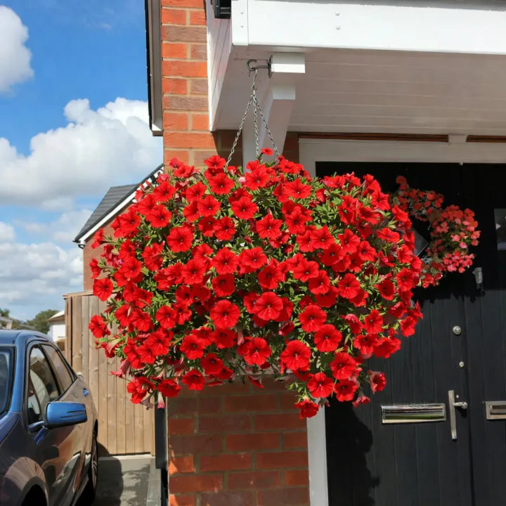 🔥Last Day 60% OFF🔥Petunias Flowers Seed
