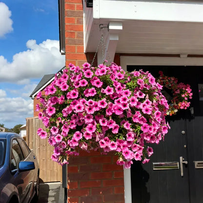 🔥Last Day 60% OFF🔥Petunias Flowers Seed