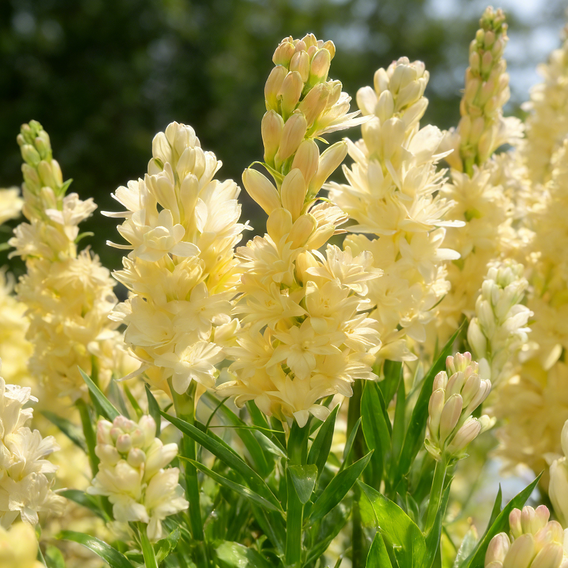 🌺Double Perfume Tuberose Seeds—Moon Garden Flower