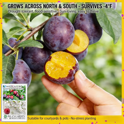 ⏰50% OFF JUST TODAY🍑Heirloom Non-GMO Grafted Plum Tree Seeds
