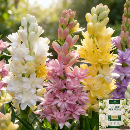 🌺Double Perfume Tuberose Seeds—Moon Garden Flower