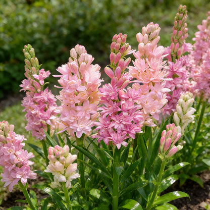 🌺Double Perfume Tuberose Seeds—Moon Garden Flower