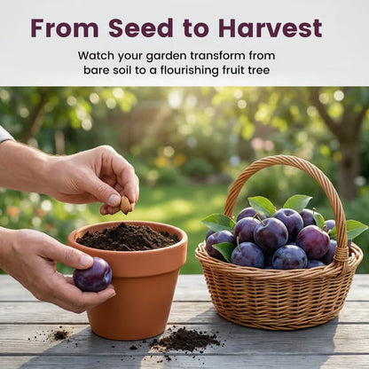 ⏰50% OFF JUST TODAY🍑Heirloom Non-GMO Grafted Plum Tree Seeds