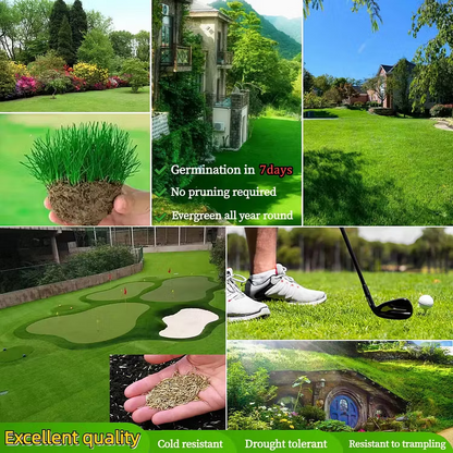 🔥Last Day Promotion 50% OFF🔥🌱2026 Evergreen Dwarf Grass Seed for Four Seasons| Durable, Vibrant Green All Year