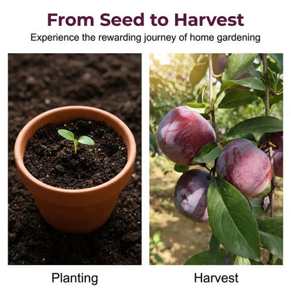 ⏰50% OFF JUST TODAY🍑Heirloom Non-GMO Grafted Plum Tree Seeds