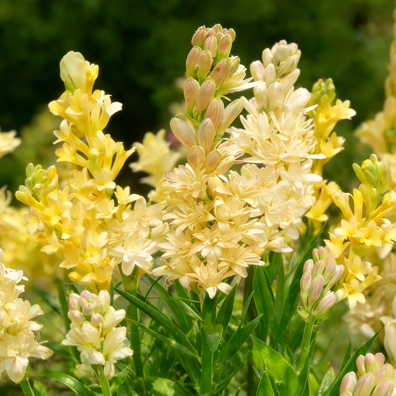 🌺Double Perfume Tuberose Seeds—Moon Garden Flower