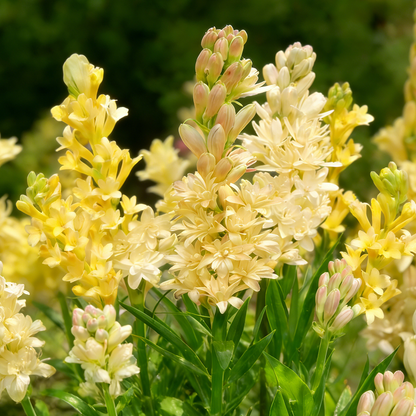 🌺Double Perfume Tuberose Seeds—Moon Garden Flower