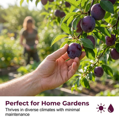 ⏰50% OFF JUST TODAY🍑Heirloom Non-GMO Grafted Plum Tree Seeds