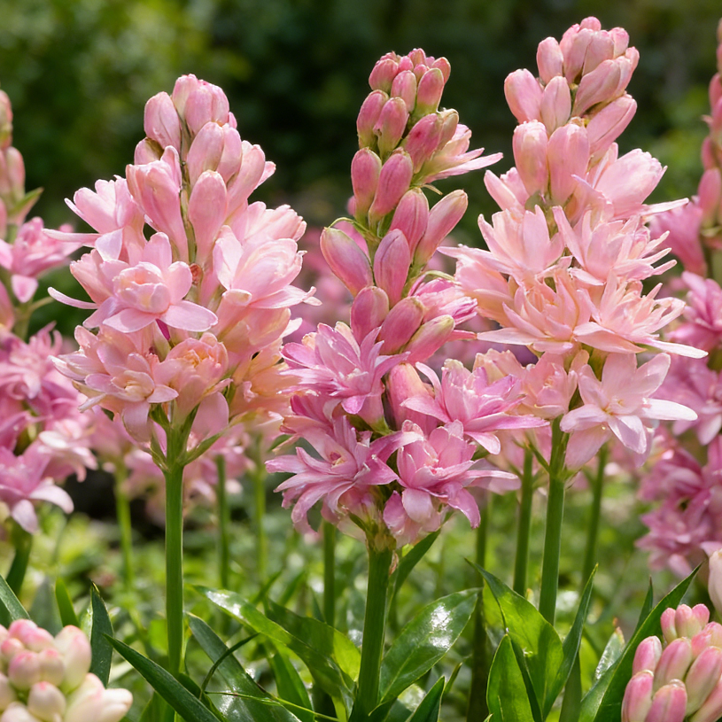 🌺Double Perfume Tuberose Seeds—Moon Garden Flower