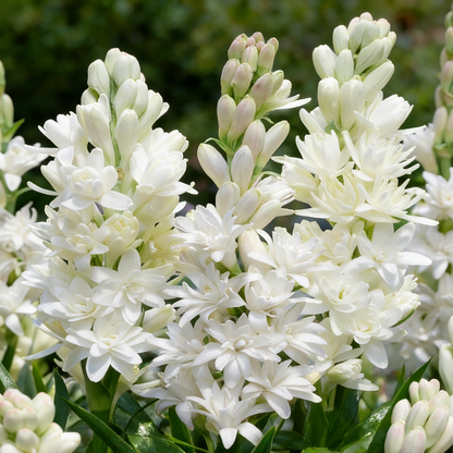 🌺Double Perfume Tuberose Seeds—Moon Garden Flower