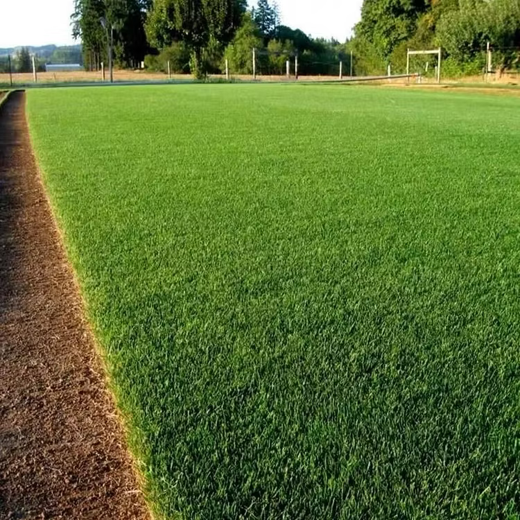 🔥Last Day Promotion 50% OFF🔥🌱2026 Evergreen Dwarf Grass Seed for Four Seasons| Durable, Vibrant Green All Year