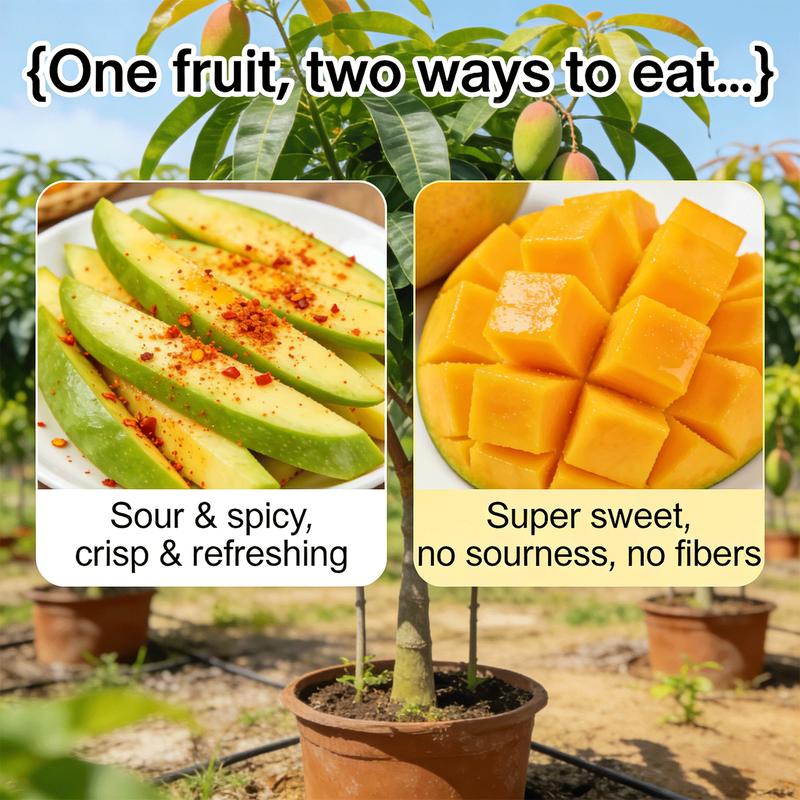 Non-GMO Mango Seeds for Home Garden Fast Germination & Easy Growing-YOY