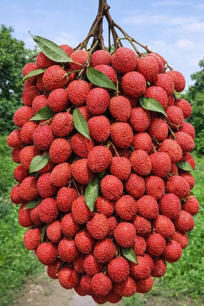 🔥 65K+ SOLD! 🌱Rare Tropical Lychee Tree – A Unique Fruit Growing Experience
