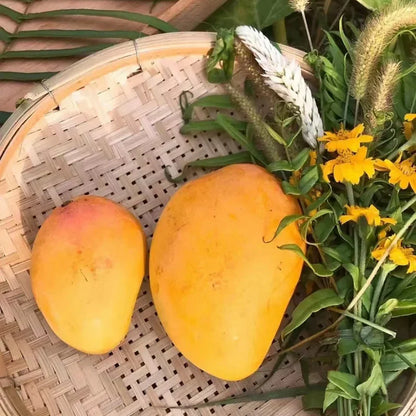 Non-GMO Mango Seeds for Home Garden Fast Germination & Easy Growing-YOY