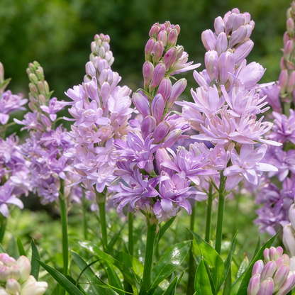 🌺Double Perfume Tuberose Seeds—Moon Garden Flower