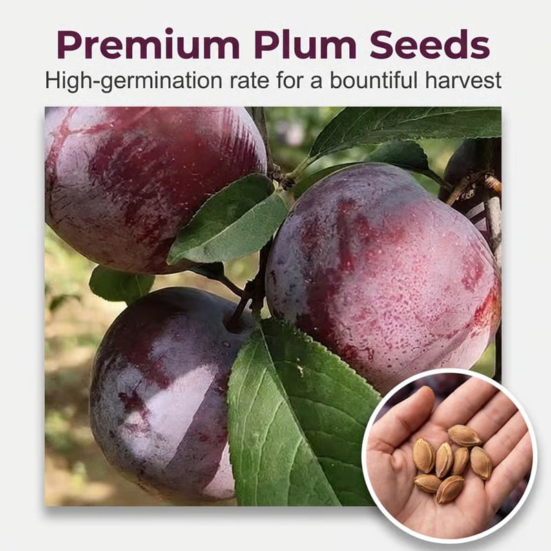 ⏰50% OFF JUST TODAY🍑Heirloom Non-GMO Grafted Plum Tree Seeds
