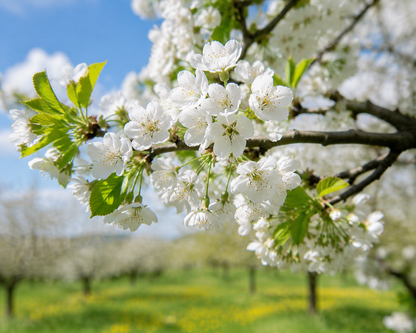 Plant a Memory That Grows For Years—The Cherry Tree Growing Experience- Premium Live Cherry Seeds