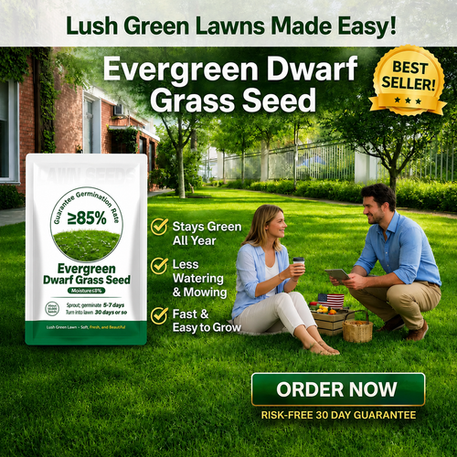 🔥Last Day Promotion 50% OFF🔥🌱2026 Evergreen Dwarf Grass Seed for Four Seasons| Durable, Vibrant Green All Year
