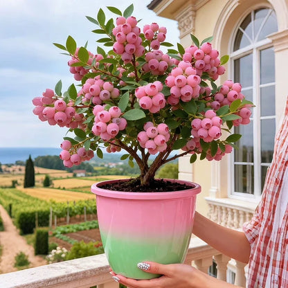 🔥50K+ SOLD!💟Pink Blueberry Seeds -😋A Uniquely Delightful Taste(2 PCS-1000 seeds)