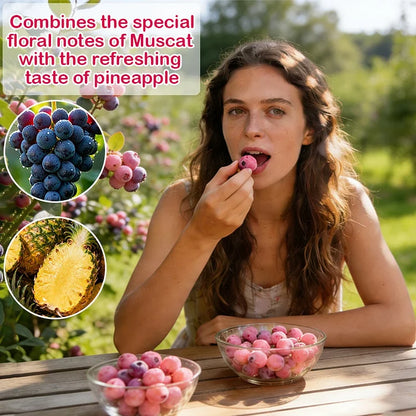 🔥50K+ SOLD!💟Pink Blueberry Seeds -😋A Uniquely Delightful Taste(2 PCS-1000 seeds)