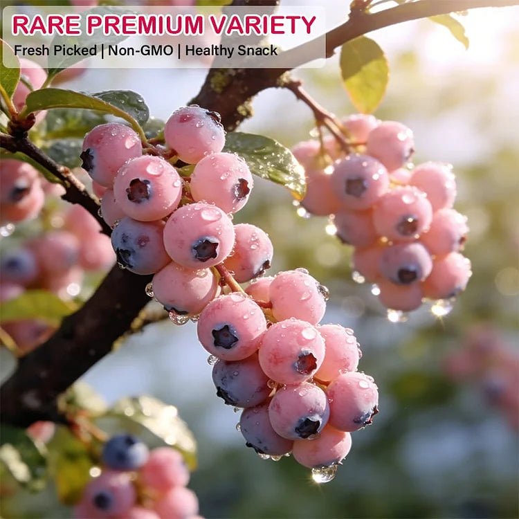 🔥50K+ SOLD!💟Pink Blueberry Seeds -😋A Uniquely Delightful Taste(2 PCS-1000 seeds)