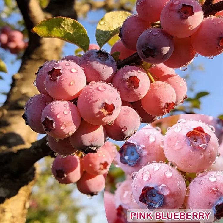 🔥50K+ SOLD!💟Pink Blueberry Seeds -😋A Uniquely Delightful Taste(2 PCS-1000 seeds)