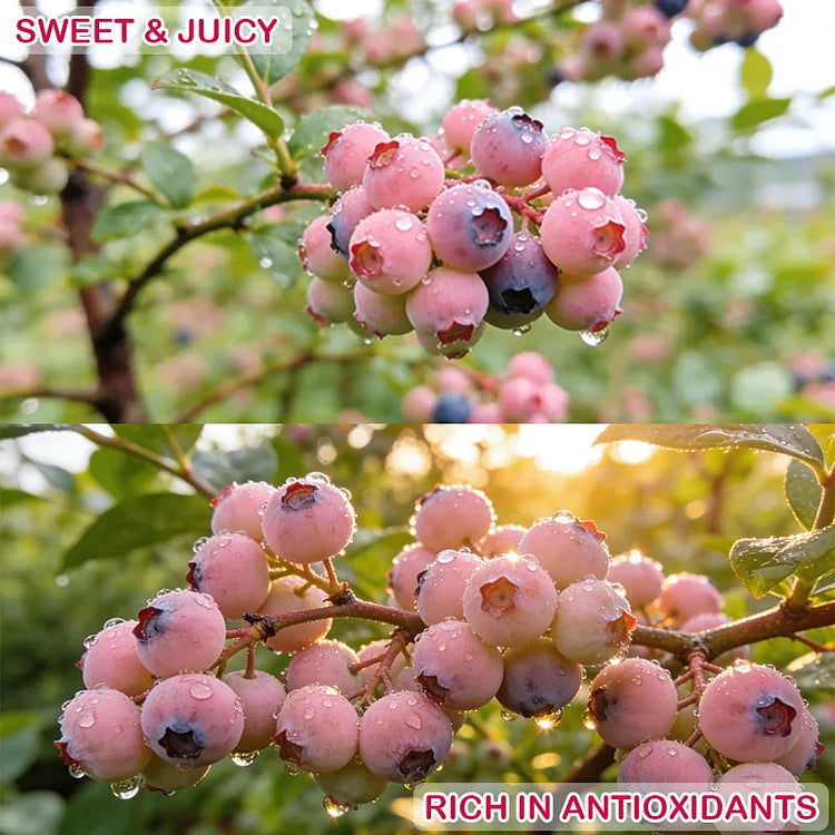 🔥50K+ SOLD!💟Pink Blueberry Seeds -😋A Uniquely Delightful Taste(2 PCS-1000 seeds)