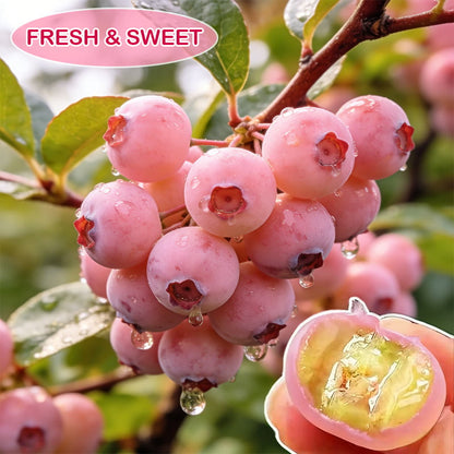 🔥50K+ SOLD!💟Pink Blueberry Seeds -😋A Uniquely Delightful Taste(2 PCS-1000 seeds)