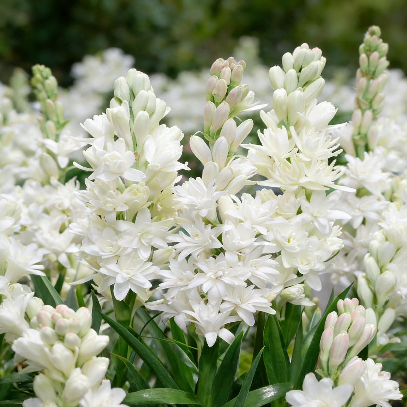 🌺Double Perfume Tuberose Seeds—Moon Garden Flower