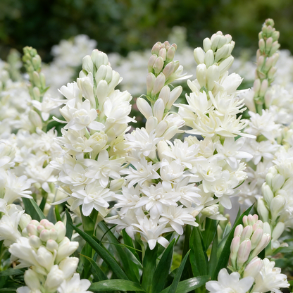 🌺Double Perfume Tuberose Seeds—Moon Garden Flower