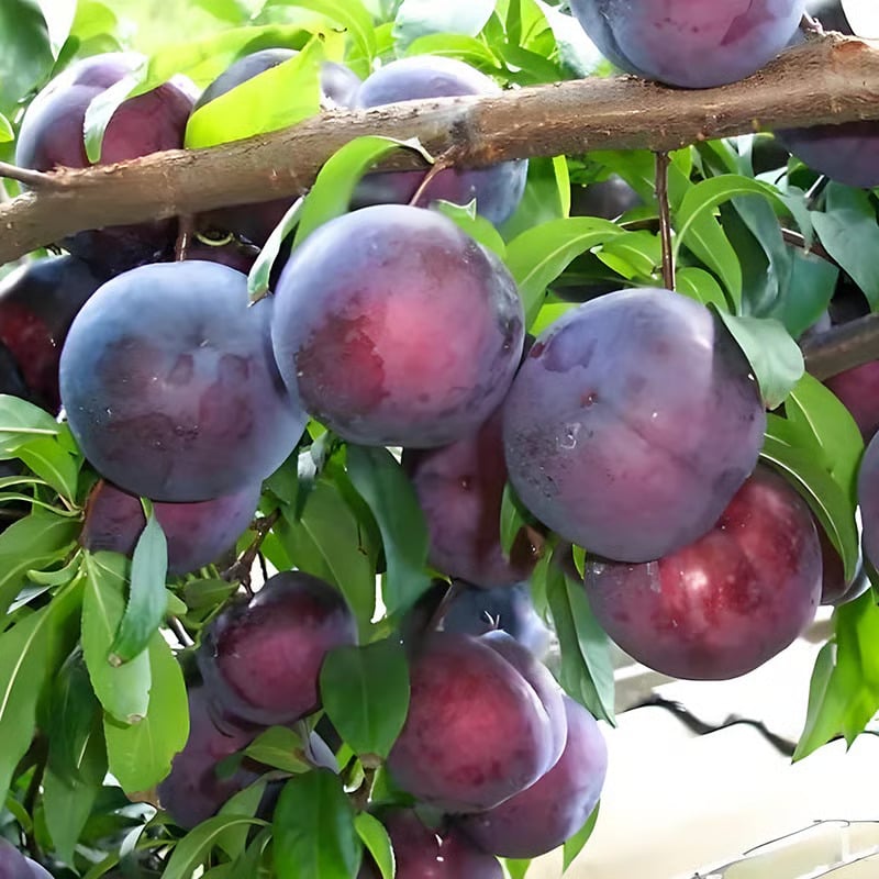 ⏰50% OFF JUST TODAY🍑Heirloom Non-GMO Grafted Plum Tree Seeds
