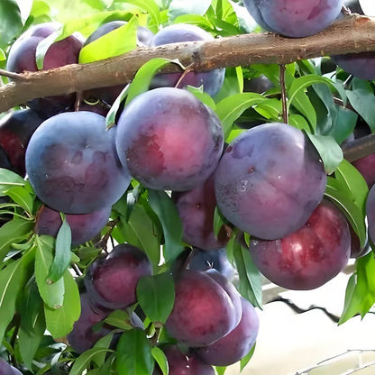 ⏰50% OFF JUST TODAY🍑Heirloom Non-GMO Grafted Plum Tree Seeds