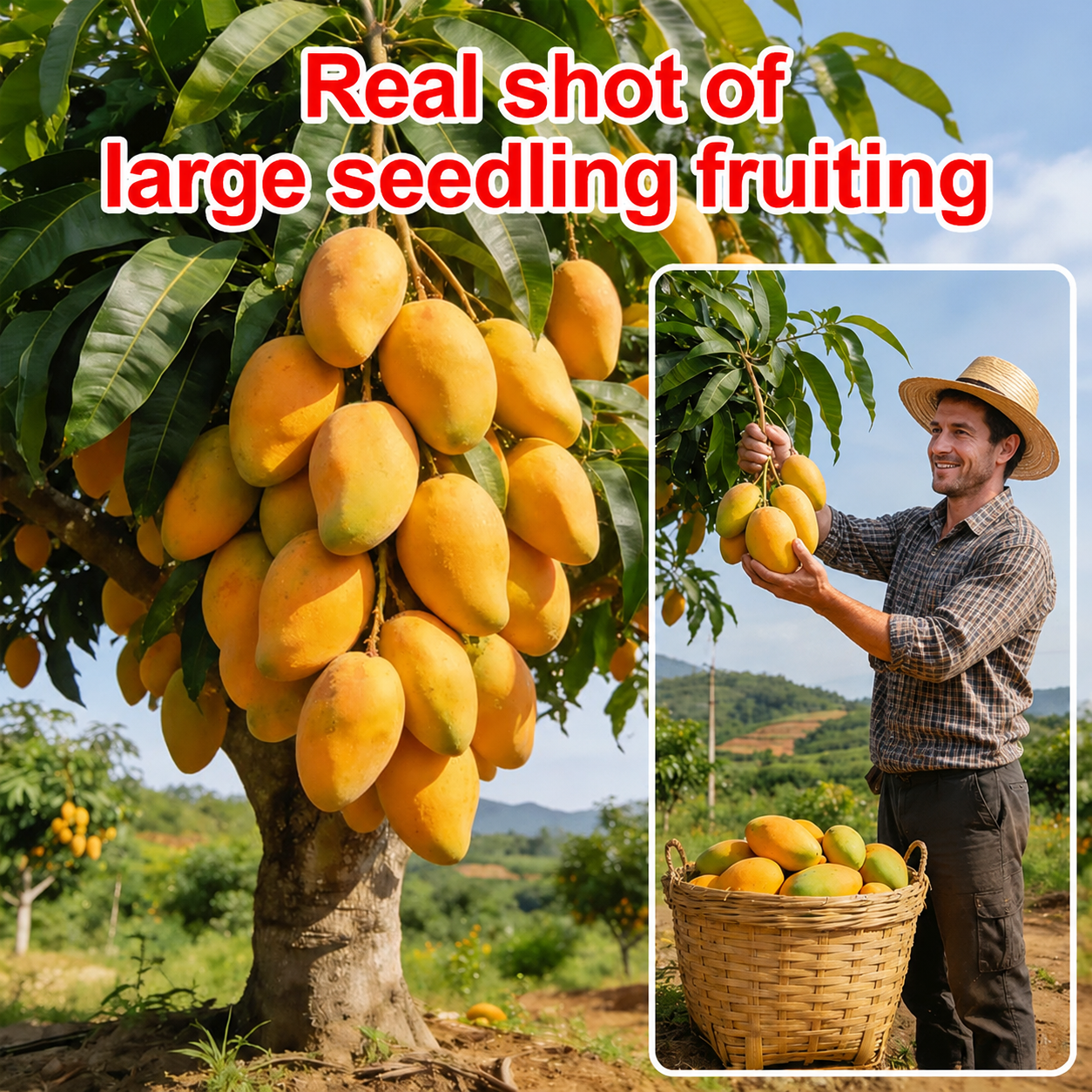 Non-GMO Mango Seeds for Home Garden Fast Germination & Easy Growing-YOY