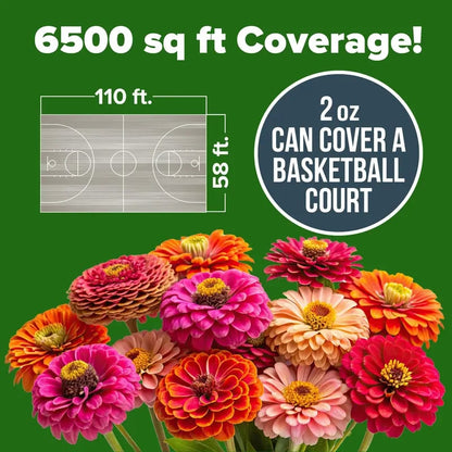 🔥Last Day 70% OFF🔥Zinnia Seeds - Pure Seeds - No Filler -Heirloom Flower Seeds