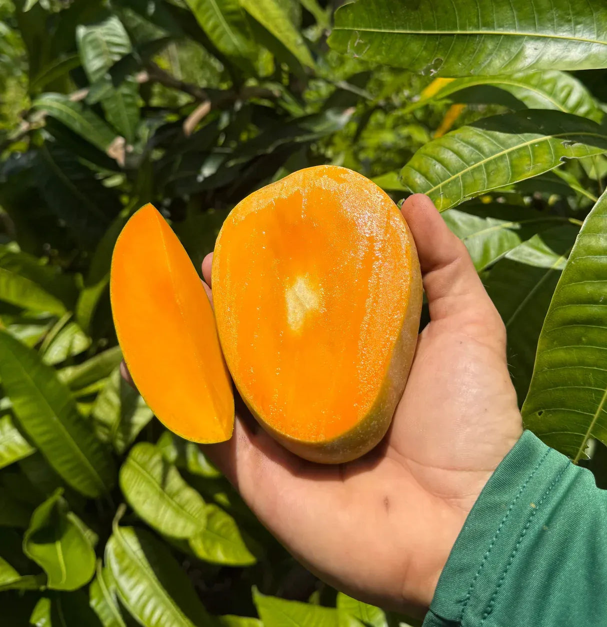Non-GMO Mango Seeds for Home Garden Fast Germination & Easy Growing-YOY