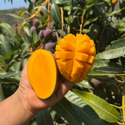 Non-GMO Mango Seeds for Home Garden Fast Germination & Easy Growing-YOY