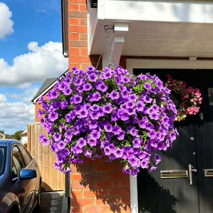 🔥Last Day 60% OFF🔥Petunias Flowers Seed