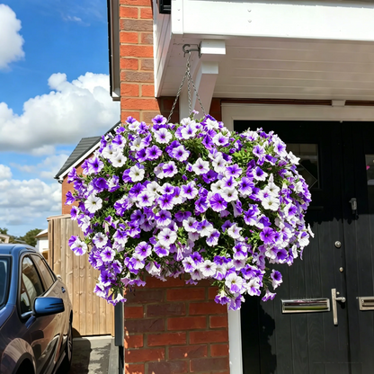 🔥Last Day 60% OFF🔥Petunias Flowers Seed